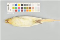 玄鳳鸚鵡藏品圖，第4張